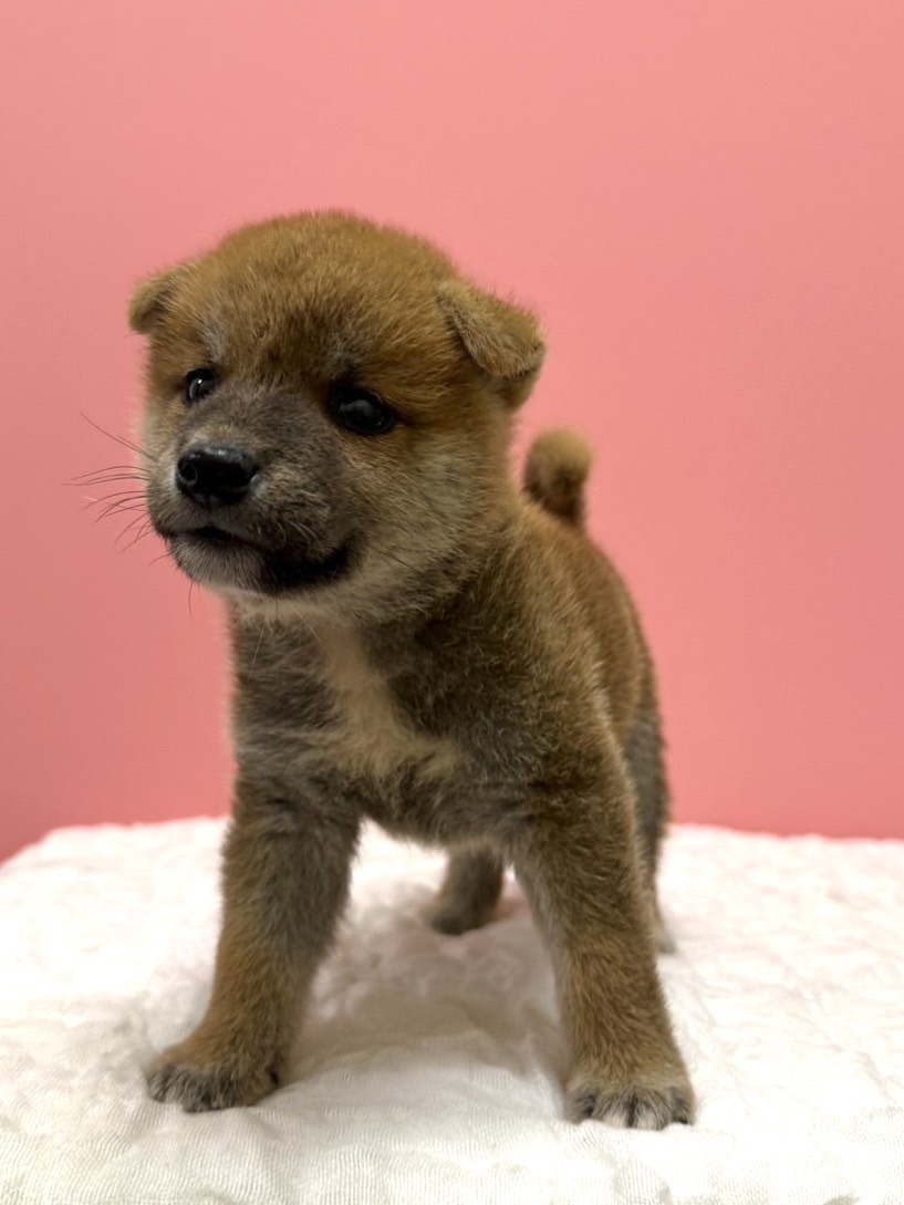 大阪府の柴犬(標準サイズ) (ペットプラザ大東御領店/2026年7月2日生まれ/男の子/レッド)の子犬の4枚目の画像