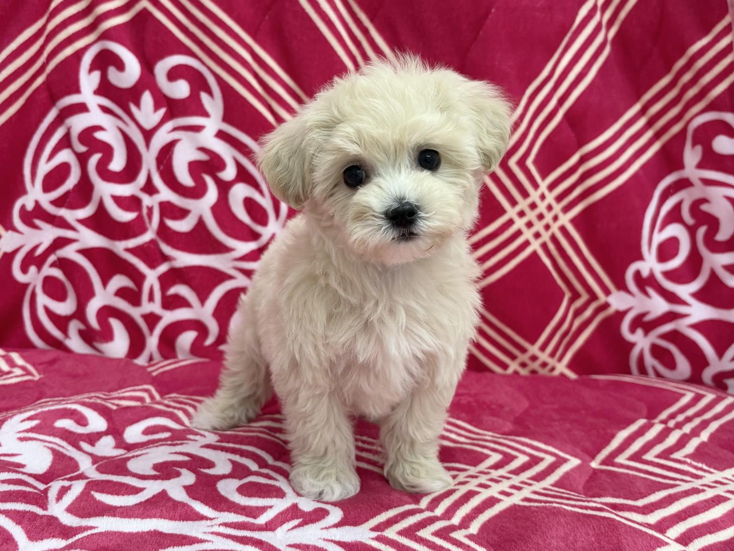 愛知県のマルプー(マルチーズ×プードル) (ハピースペット春日井アミーゴ店/2026年1月4日生まれ/女の子/クリーム)の子犬の1枚目の画像