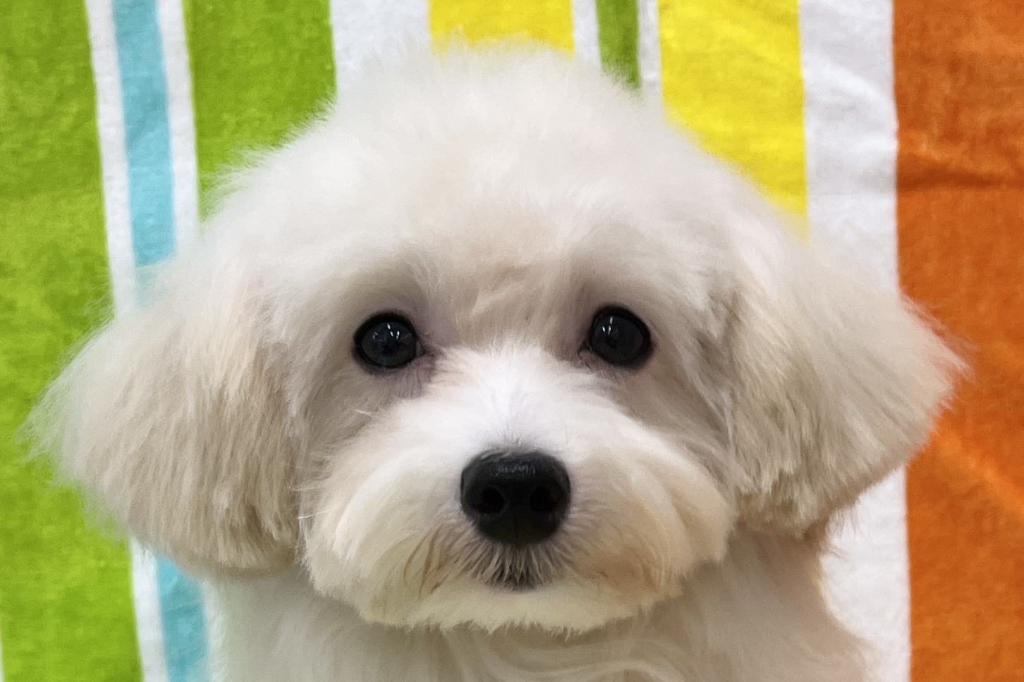 愛知県のマルプー(マルチーズ×プードル) (ハピースペット一宮三条アミーゴ店/2026年1月4日生まれ/女の子/クリーム)の子犬の2枚目の画像