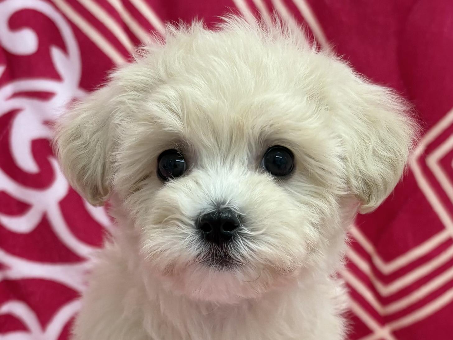 愛知県のマルプー(マルチーズ×プードル) (ハピースペット春日井アミーゴ店/2026年1月4日生まれ/女の子/クリーム)の子犬の2枚目の画像