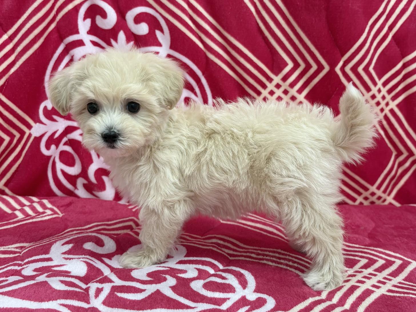 愛知県のマルプー(マルチーズ×プードル) (ハピースペット春日井アミーゴ店/2026年1月4日生まれ/女の子/クリーム)の子犬の3枚目の画像