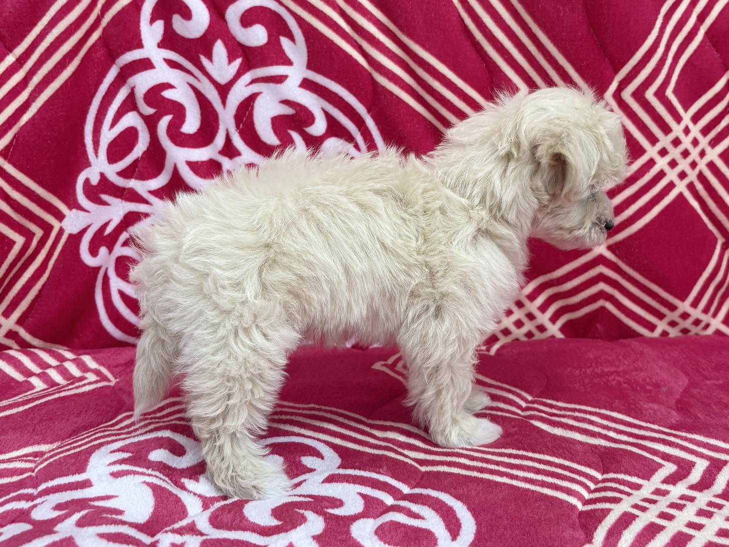 愛知県のマルプー(マルチーズ×プードル) (ハピースペット春日井アミーゴ店/2026年1月4日生まれ/女の子/クリーム)の子犬の4枚目の画像