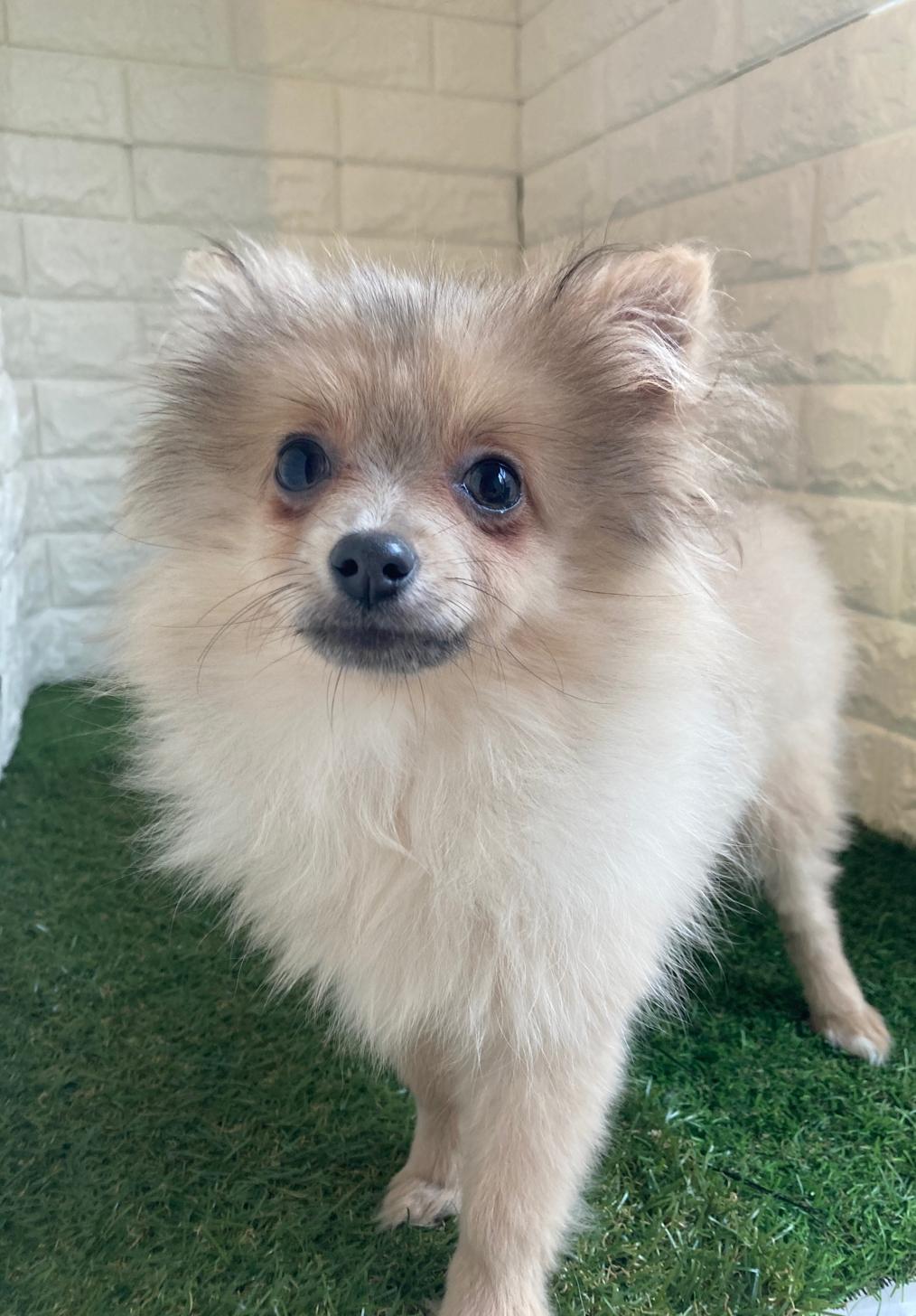 東京都のポメラニアン (ペットショップcoco東京港区店/2025年8月18日生まれ/女の子/ブルーフォーン)の子犬の1枚目の画像