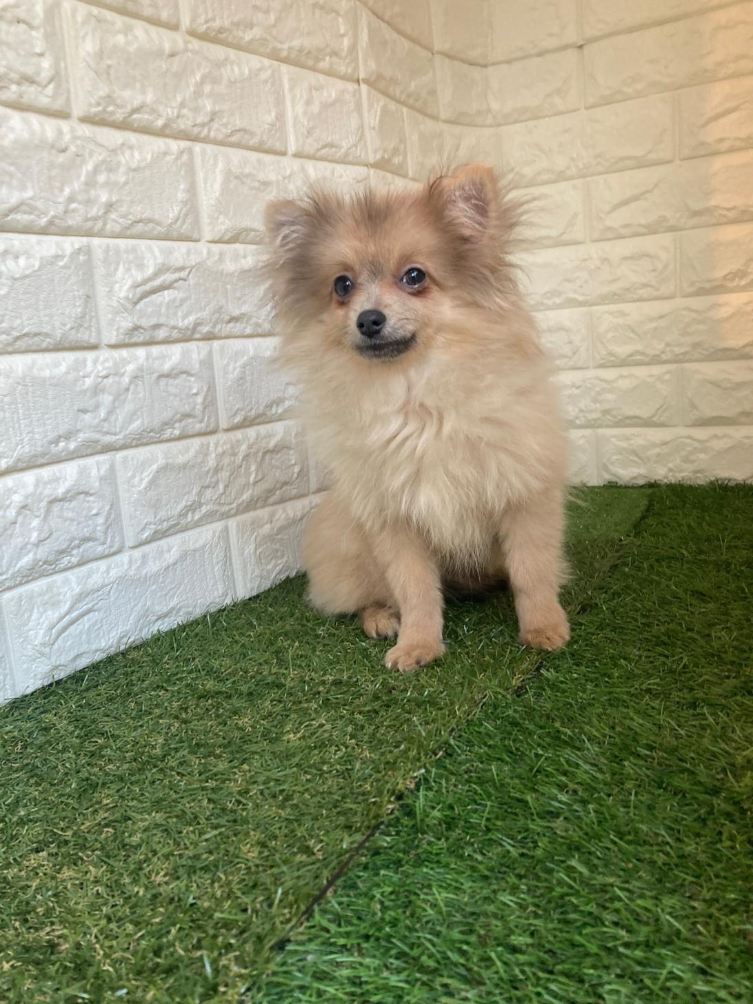 東京都のポメラニアン (ペットショップcoco東京港区店/2025年8月18日生まれ/女の子/ブルーフォーン)の子犬の2枚目の画像