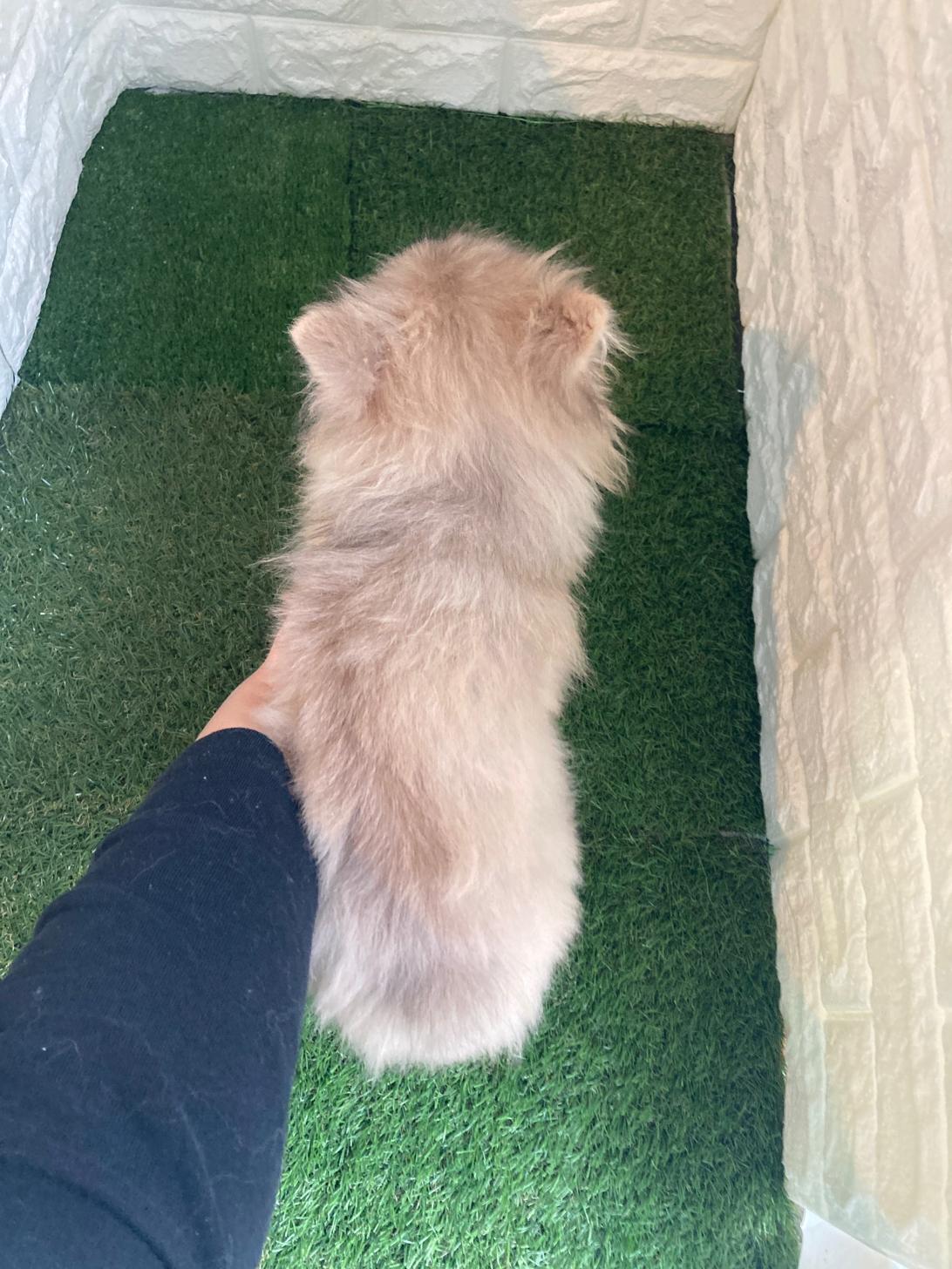 東京都のポメラニアン (ペットショップcoco東京港区店/2025年8月18日生まれ/女の子/ブルーフォーン)の子犬の4枚目の画像