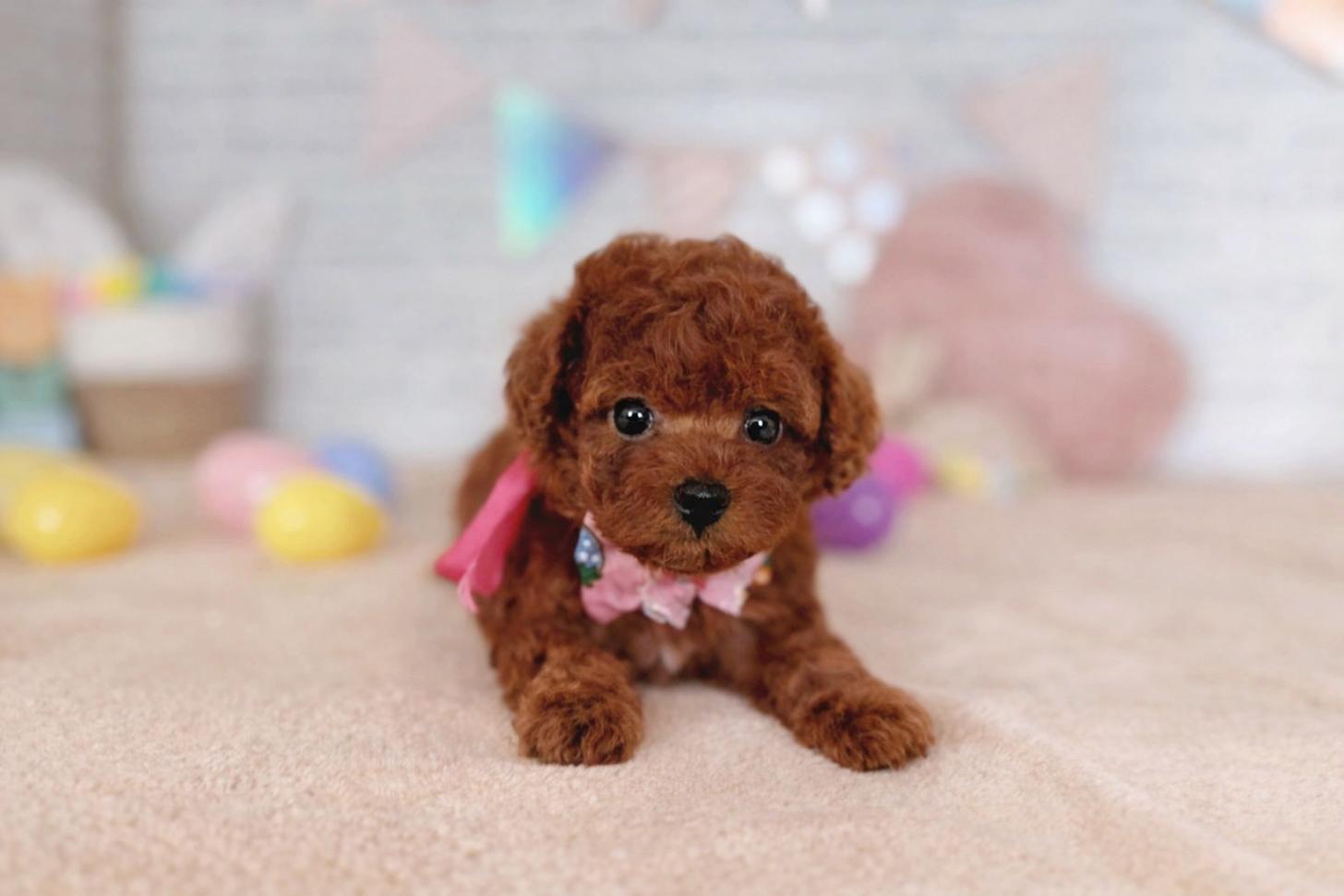 北海道のトイプードル(トイ) (ペットショップだんぼ/2026年1月17日生まれ/女の子/レッド)の子犬の2枚目の画像