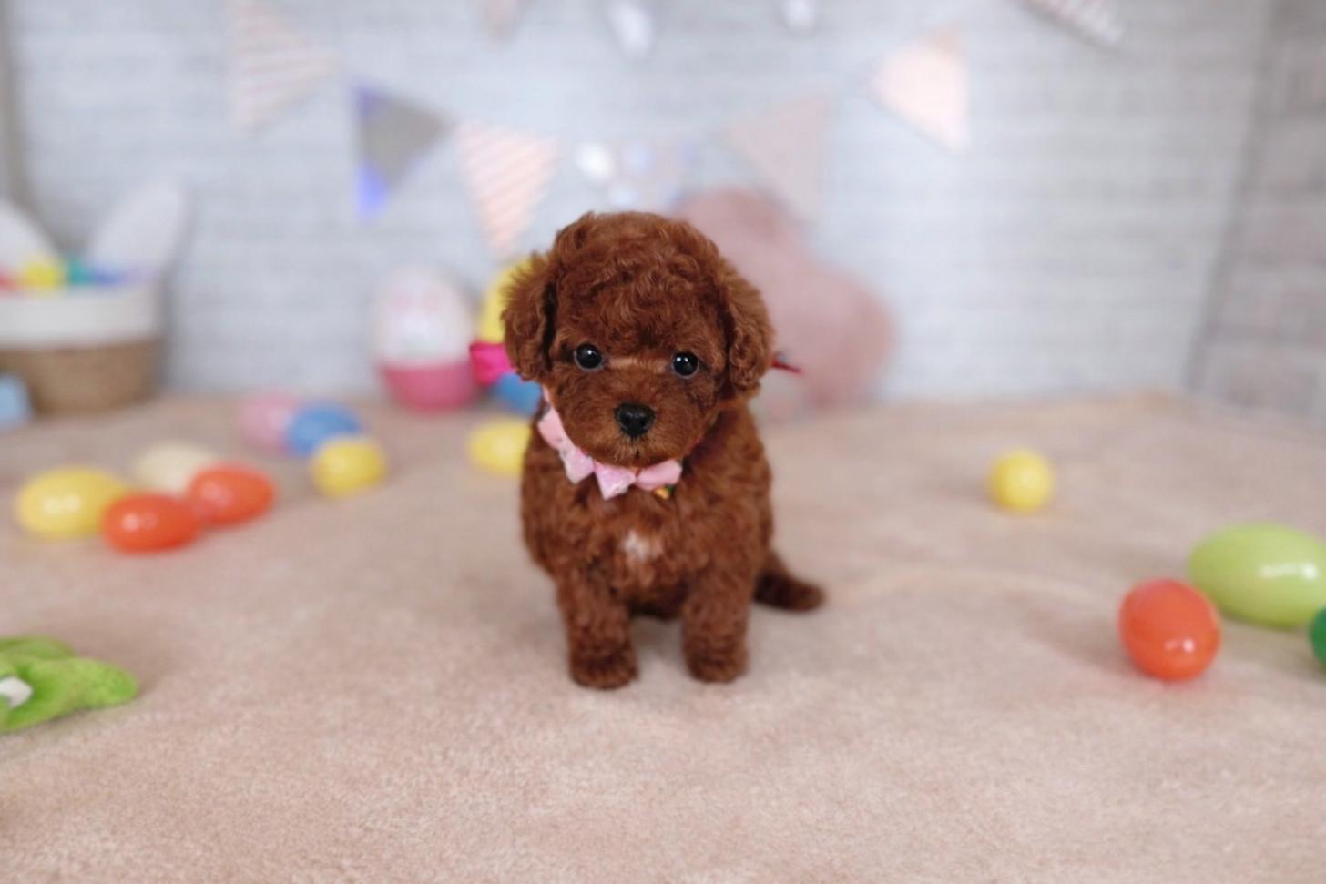 北海道のトイプードル(トイ) (ペットショップだんぼ/2026年1月17日生まれ/女の子/レッド)の子犬の3枚目の画像