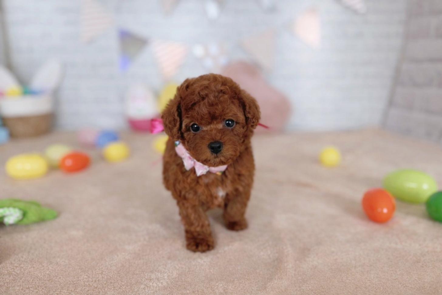 北海道のトイプードル(トイ) (ペットショップだんぼ/2026年1月17日生まれ/女の子/レッド)の子犬の4枚目の画像