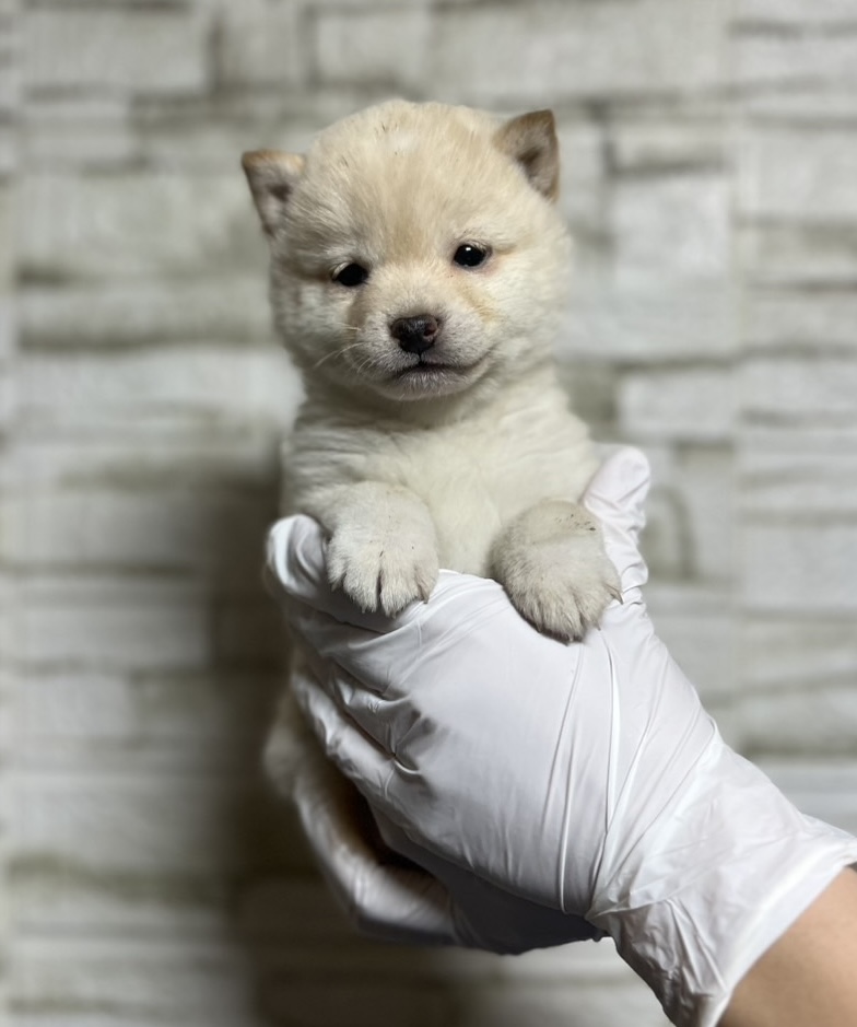 埼玉県の豆柴 (ペッツスマイル南中野店/2025年10月21日生まれ/女の子/白)の子犬の1枚目の画像