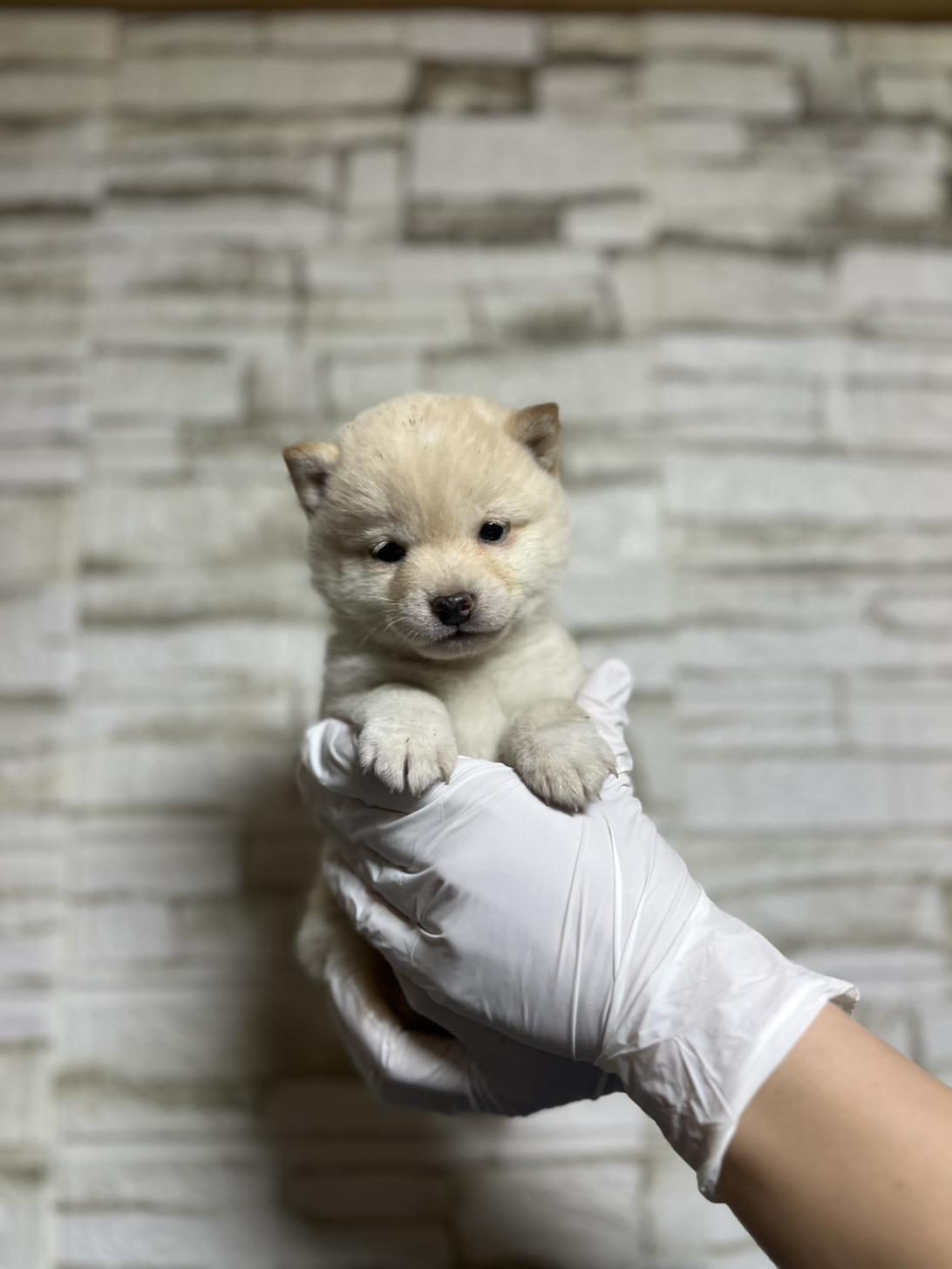 埼玉県の豆柴 (ペッツスマイル南中野店/2025年10月21日生まれ/女の子/白)の子犬の3枚目の画像