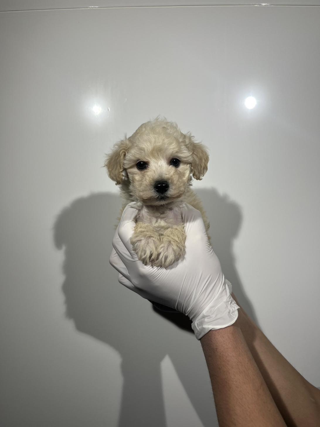 埼玉県のトイプードル(トイ) (ペッツスマイル南中野店/2025年12月20日生まれ/女の子/クリーム)の子犬の1枚目の画像