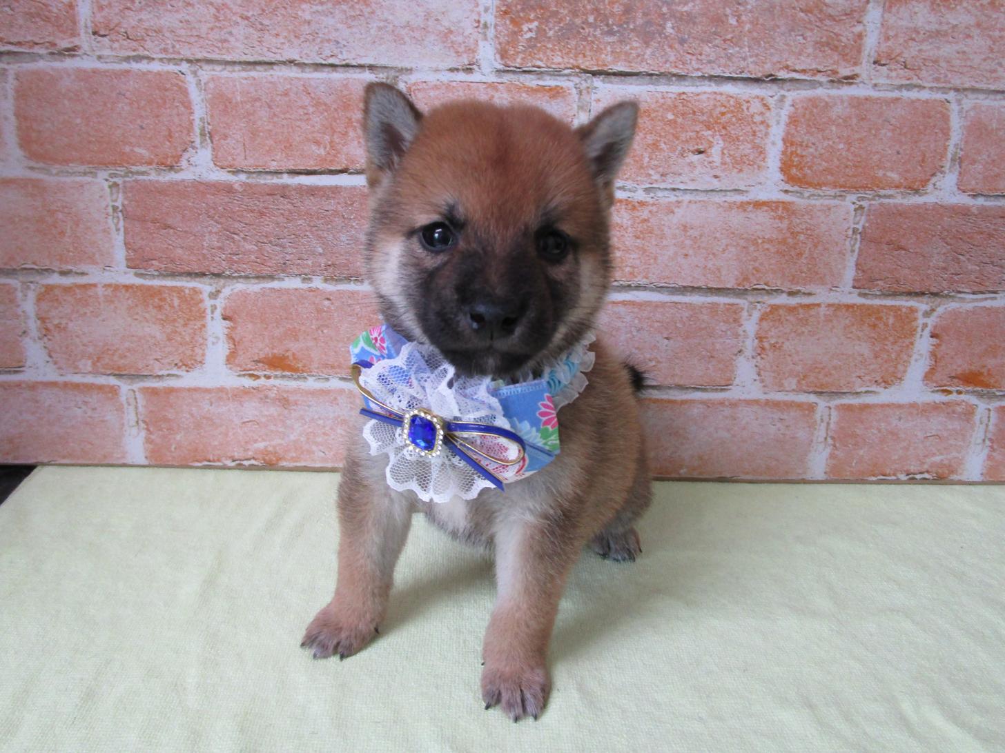 宮城県の柴犬(標準サイズ) (ズーズーカンパニー 八乙女店/2026年6月29日生まれ/男の子/赤)の子犬の1枚目の画像