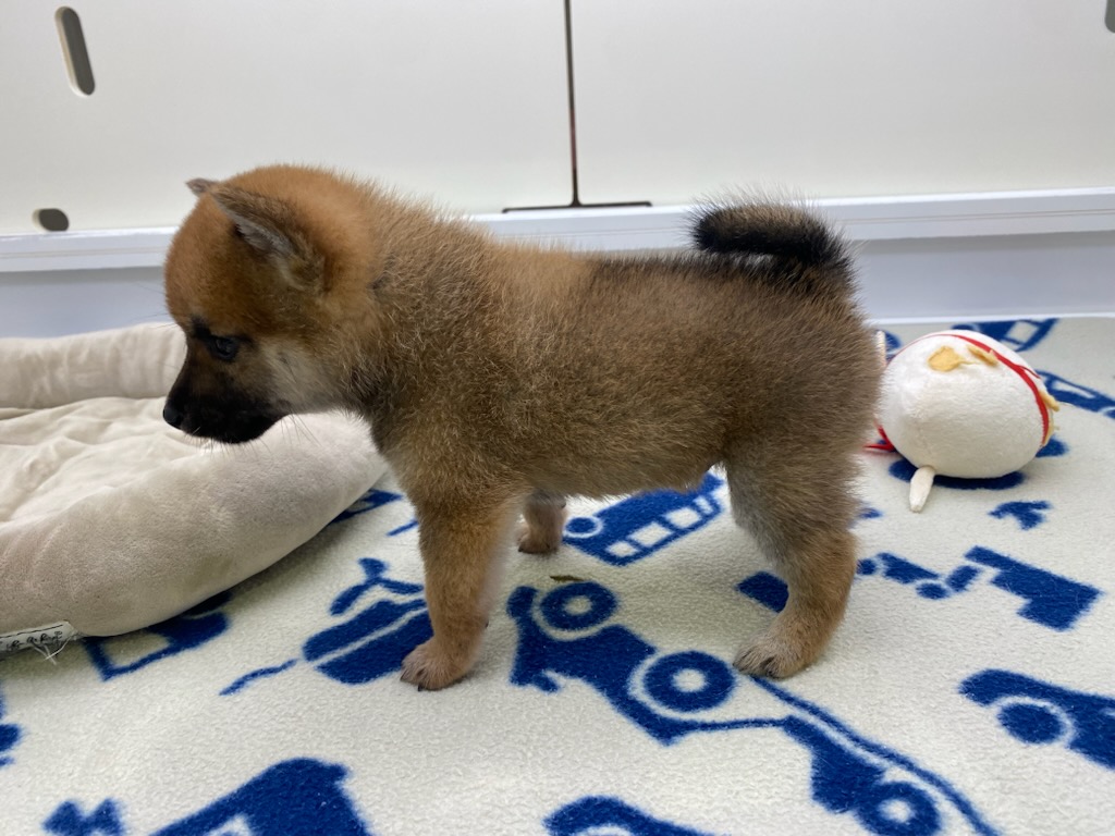 宮城県の柴犬(標準サイズ) (ズーズーカンパニー 八乙女店/2026年6月29日生まれ/男の子/赤)の子犬の2枚目の画像