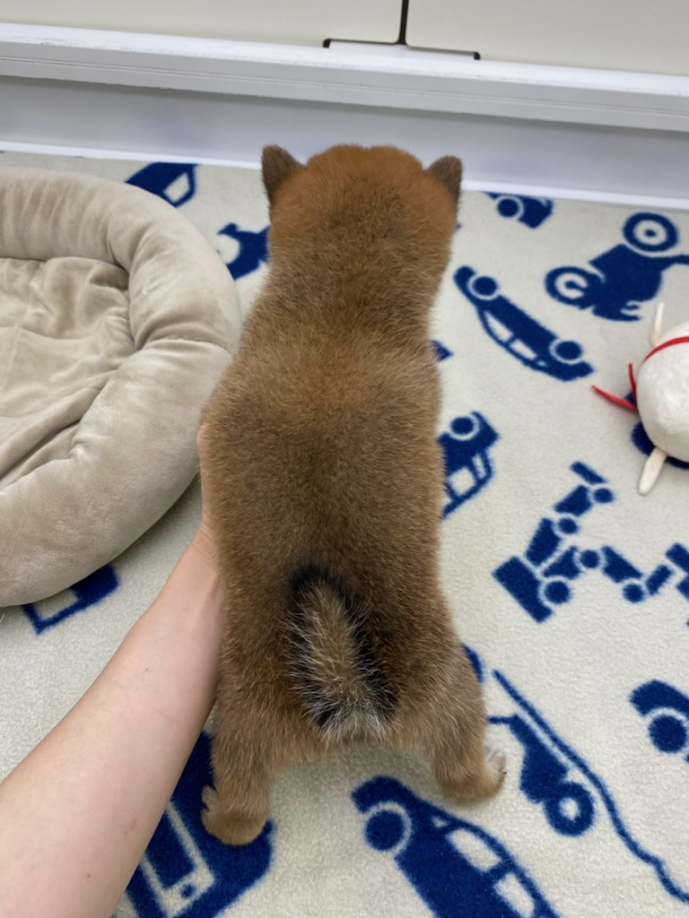 宮城県の柴犬(標準サイズ) (ズーズーカンパニー 八乙女店/2026年6月29日生まれ/男の子/赤)の子犬の3枚目の画像