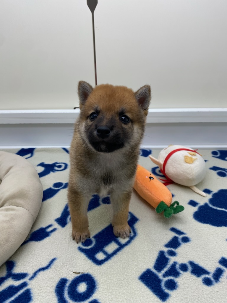 宮城県の柴犬(標準サイズ) (ズーズーカンパニー 八乙女店/2026年6月29日生まれ/男の子/赤)の子犬の4枚目の画像