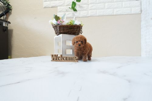 滋賀県のトイプードル(ティーカップ) (いっぷく湖南店/2026年1月25日生まれ/女の子/レッド・フォーン)の子犬