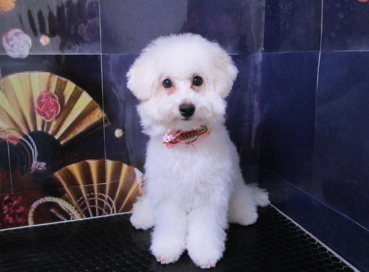 宮城県のビションフリーゼ (ズーズーカンパニー 八乙女店/2025年8月1日生まれ/女の子/ホワイト)の子犬の1枚目の画像