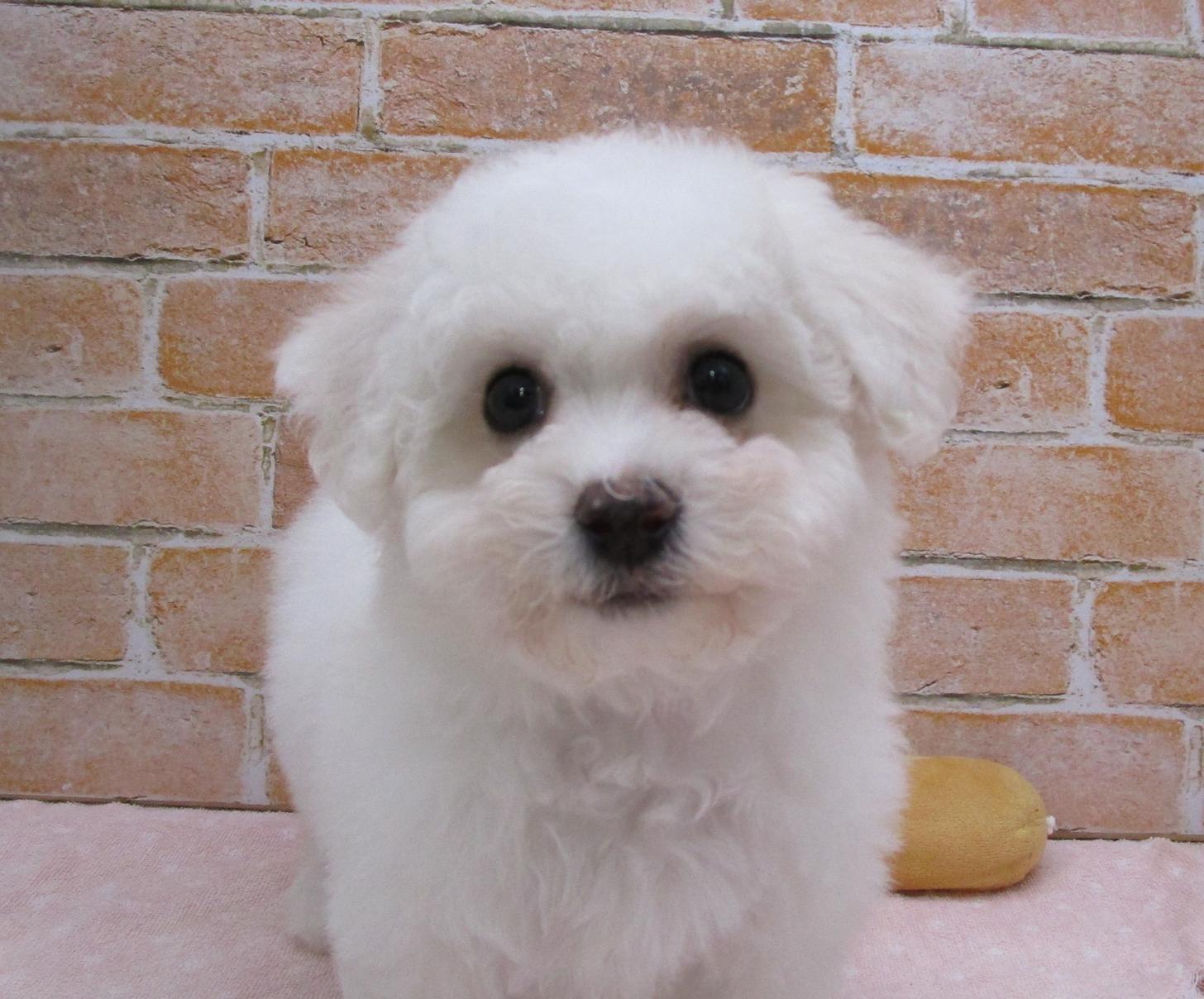 宮城県のビションフリーゼ (ズーズーカンパニー 八乙女店/2025年8月1日生まれ/女の子/ホワイト)の子犬の1枚目の画像