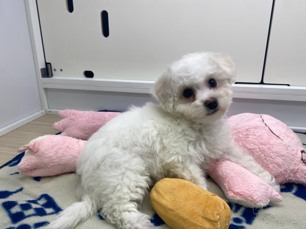 宮城県のビションフリーゼ (ズーズーカンパニー 八乙女店/2025年8月1日生まれ/女の子/ホワイト)の子犬の2枚目の画像