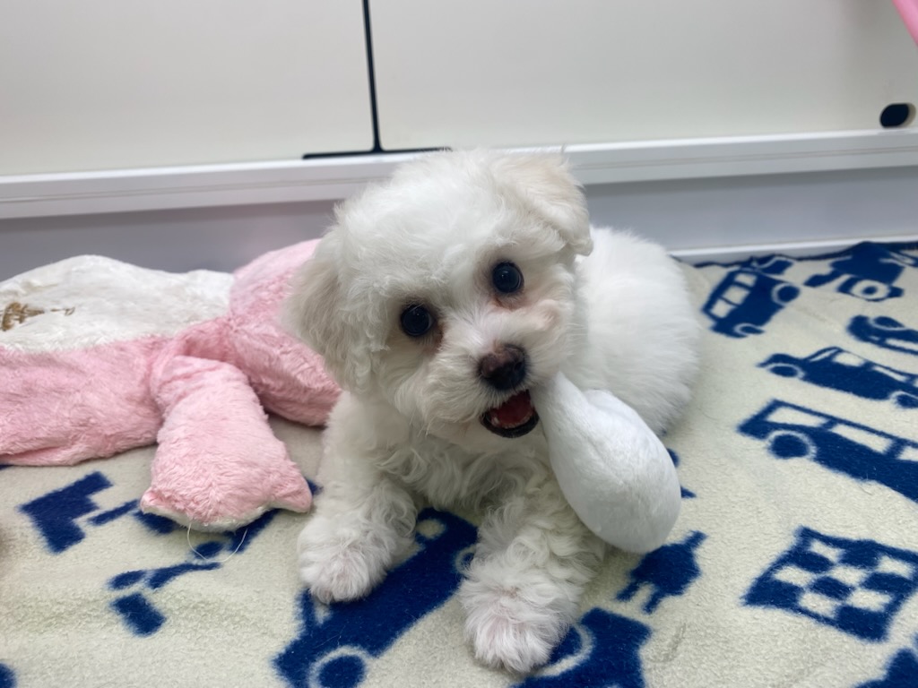 宮城県のビションフリーゼ (ズーズーカンパニー 八乙女店/2025年8月1日生まれ/女の子/ホワイト)の子犬の3枚目の画像