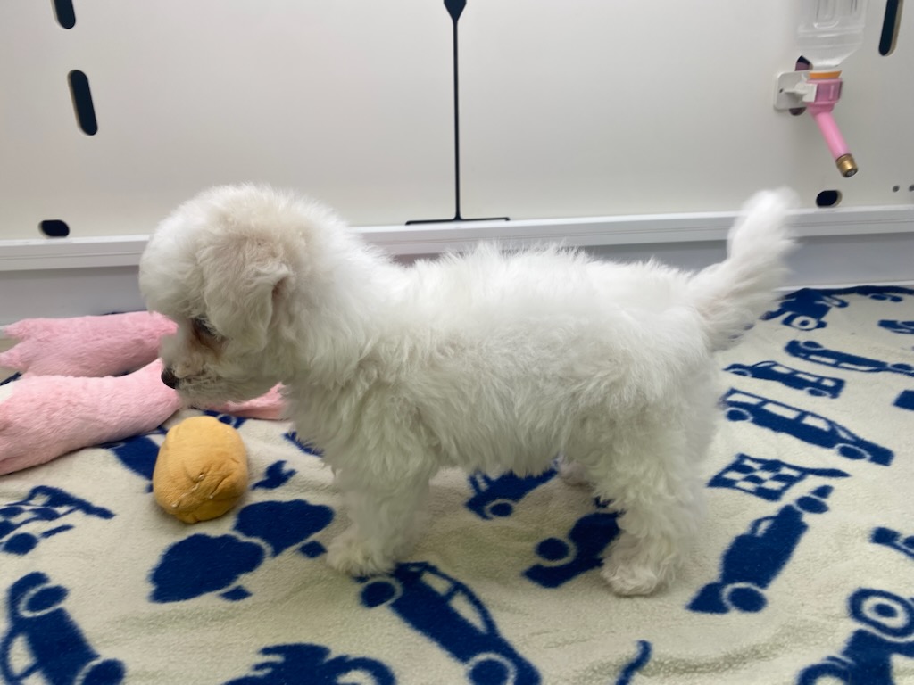 宮城県のビションフリーゼ (ズーズーカンパニー 八乙女店/2025年8月1日生まれ/女の子/ホワイト)の子犬の4枚目の画像