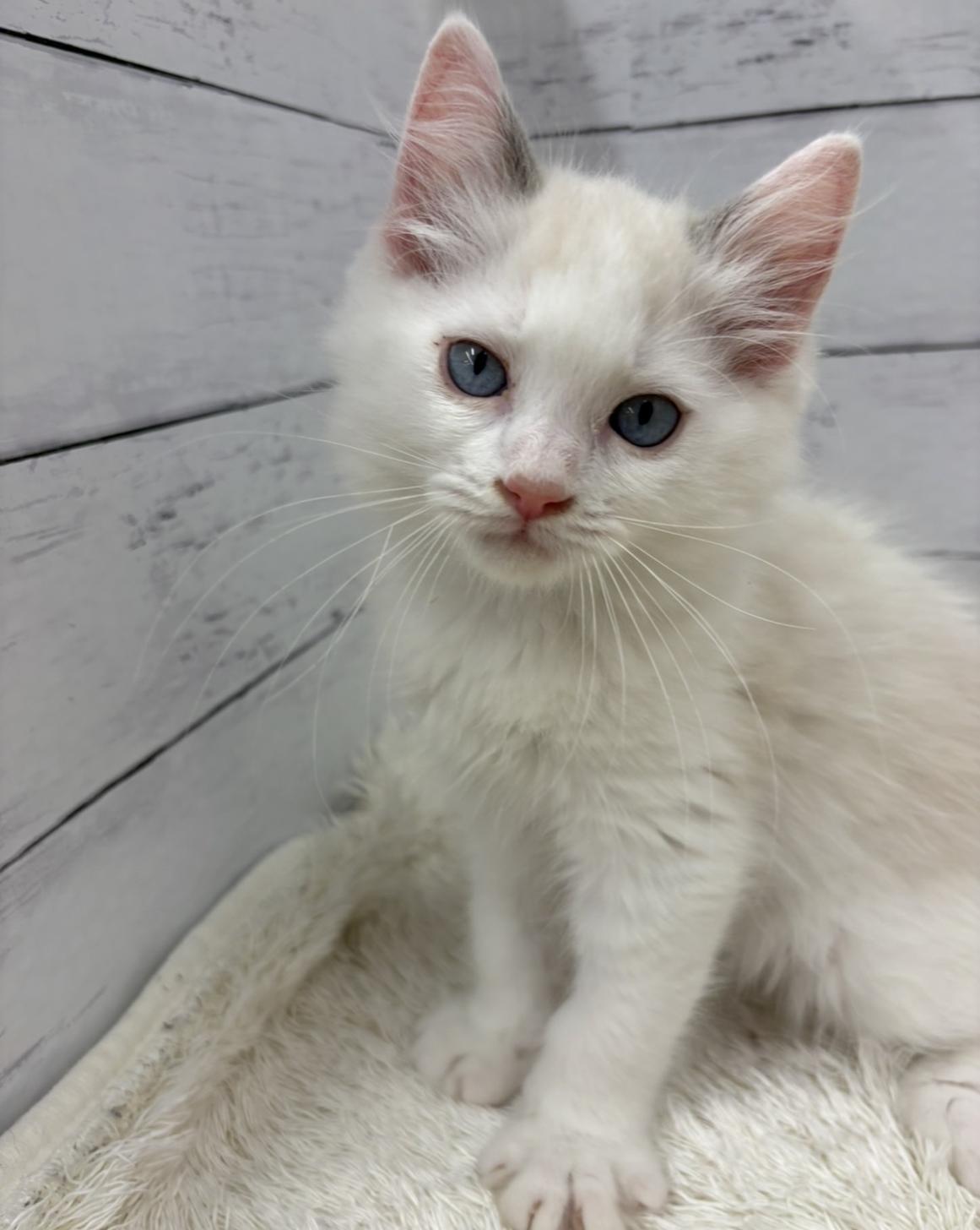 千葉県のラグドール (ペッツワン佐倉店/2026年2月21日生まれ/男の子/ブルーポイントバイカラー)の子猫