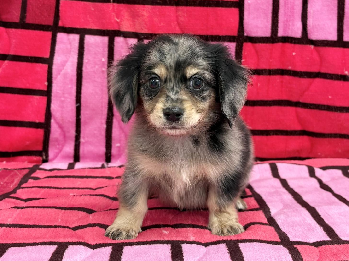 愛知県のチワックス(チワワ×ダックス) (ハピースペット春日井アミーゴ店/2025年11月8日生まれ/男の子/ブルーマール)の子犬の1枚目の画像