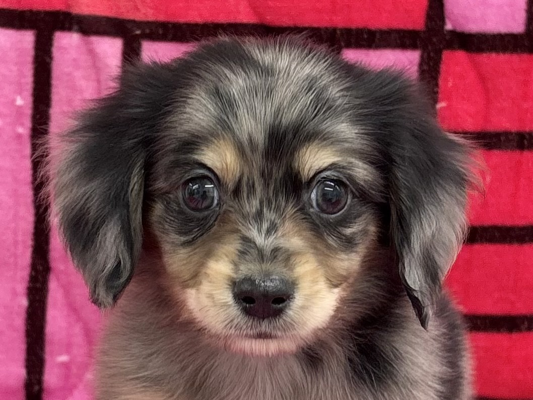 愛知県のチワックス(チワワ×ダックス) (ハピースペット春日井アミーゴ店/2025年11月8日生まれ/男の子/ブルーマール)の子犬の2枚目の画像