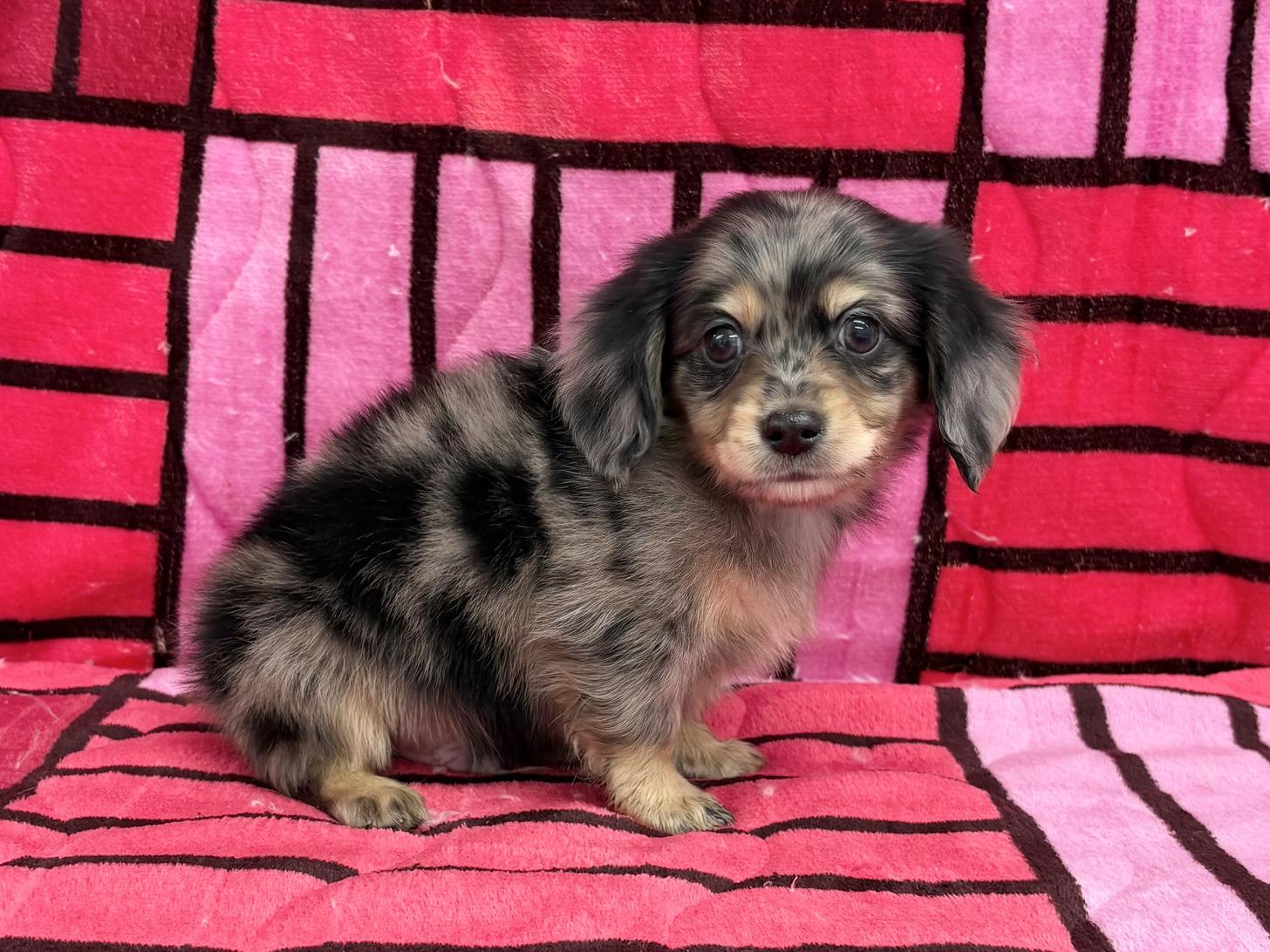 愛知県のチワックス(チワワ×ダックス) (ハピースペット春日井アミーゴ店/2025年11月8日生まれ/男の子/ブルーマール)の子犬の3枚目の画像