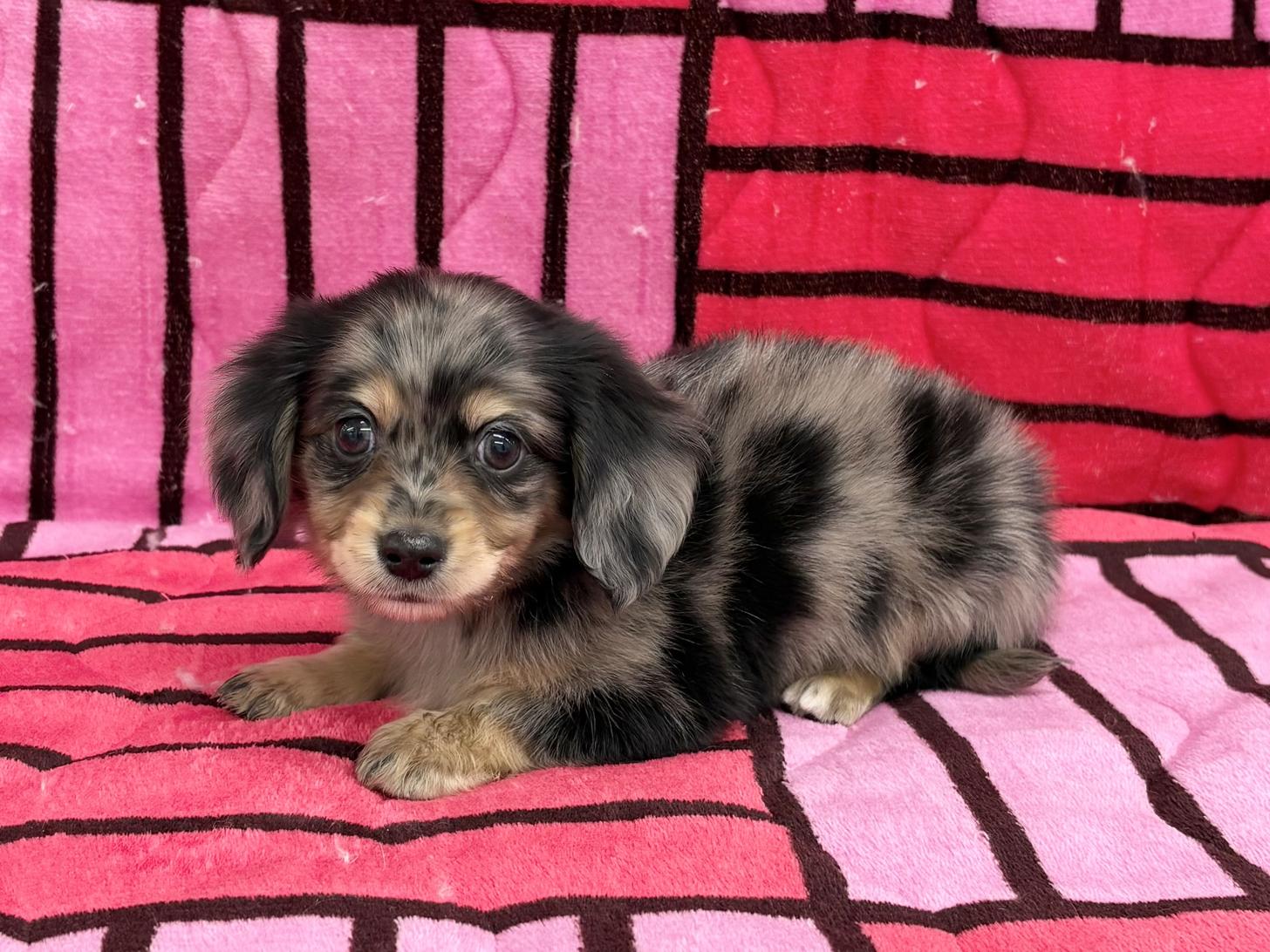 愛知県のチワックス(チワワ×ダックス) (ハピースペット春日井アミーゴ店/2025年11月8日生まれ/男の子/ブルーマール)の子犬の4枚目の画像