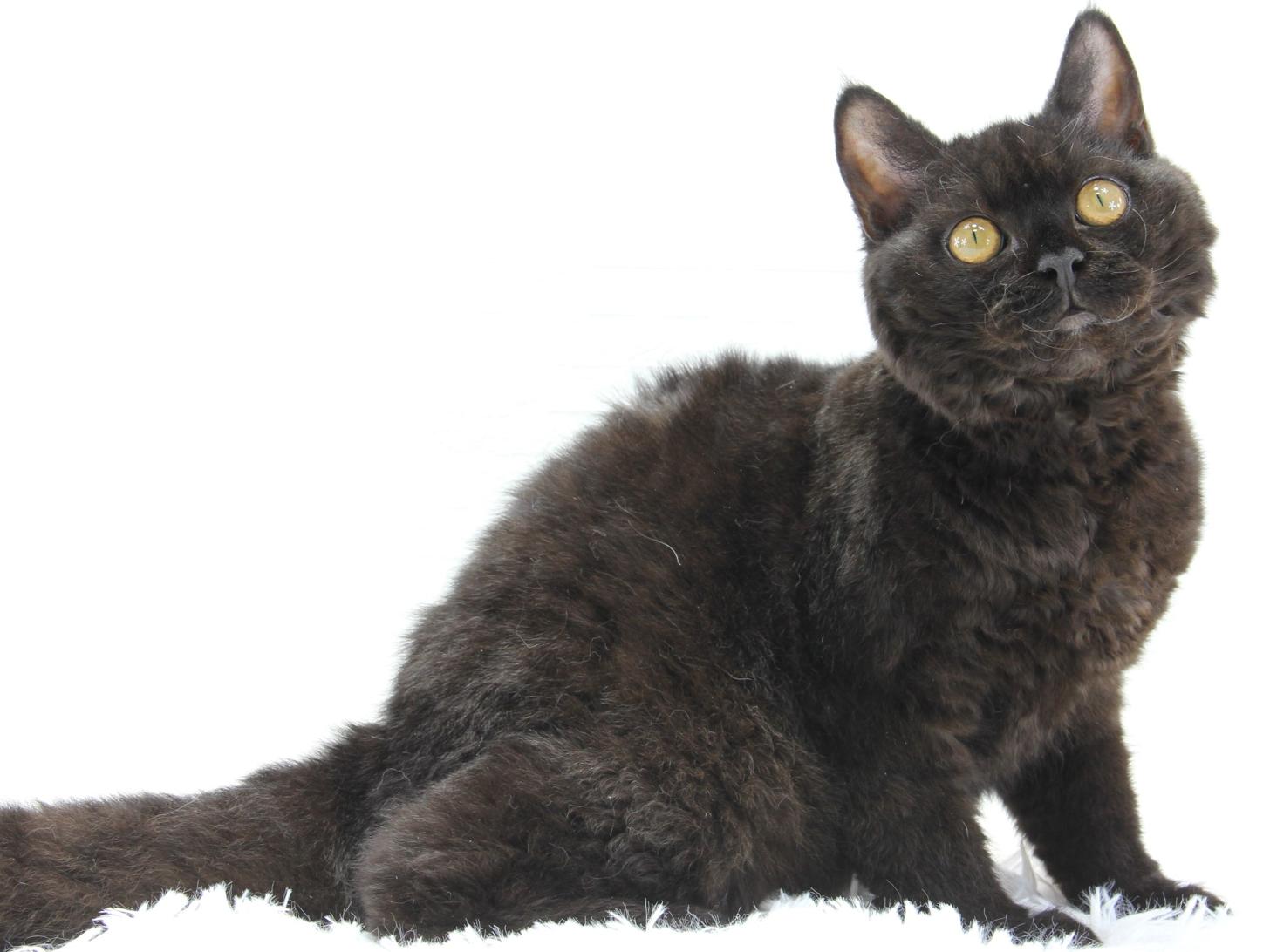 愛知県のセルカークレックス (猫福家 名古屋南店/2025年2月24日生まれ/男の子/ブラック)の子猫の1枚目の画像