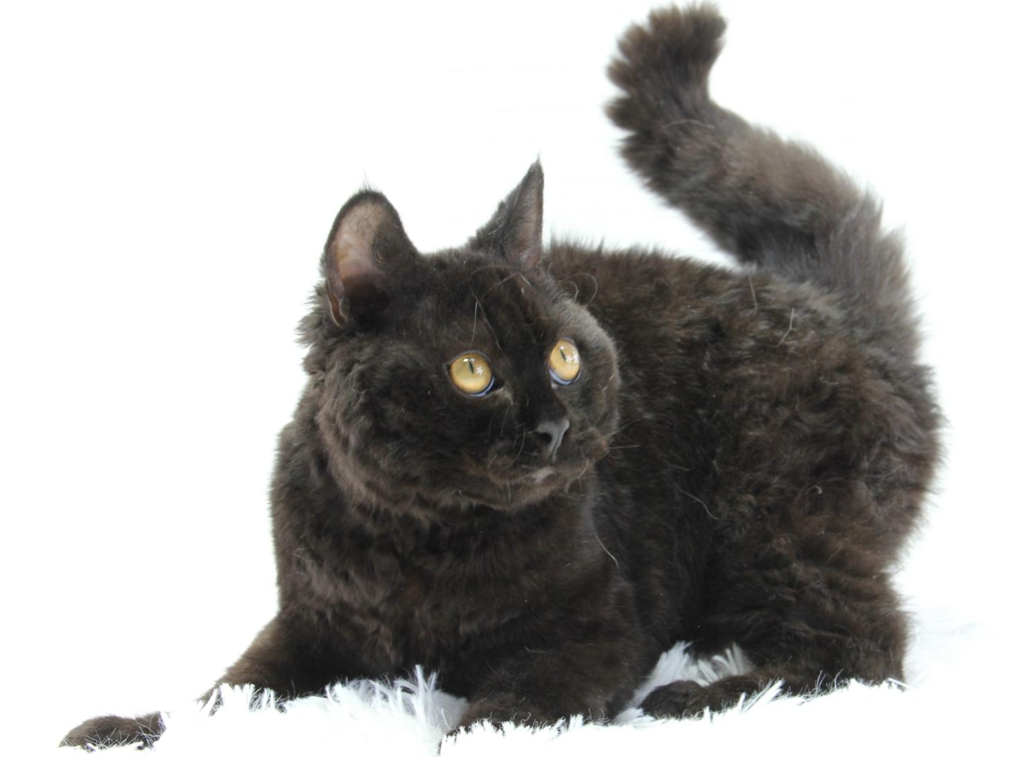 愛知県のセルカークレックス (猫福家 名古屋南店/2025年2月24日生まれ/男の子/ブラック)の子猫の2枚目の画像