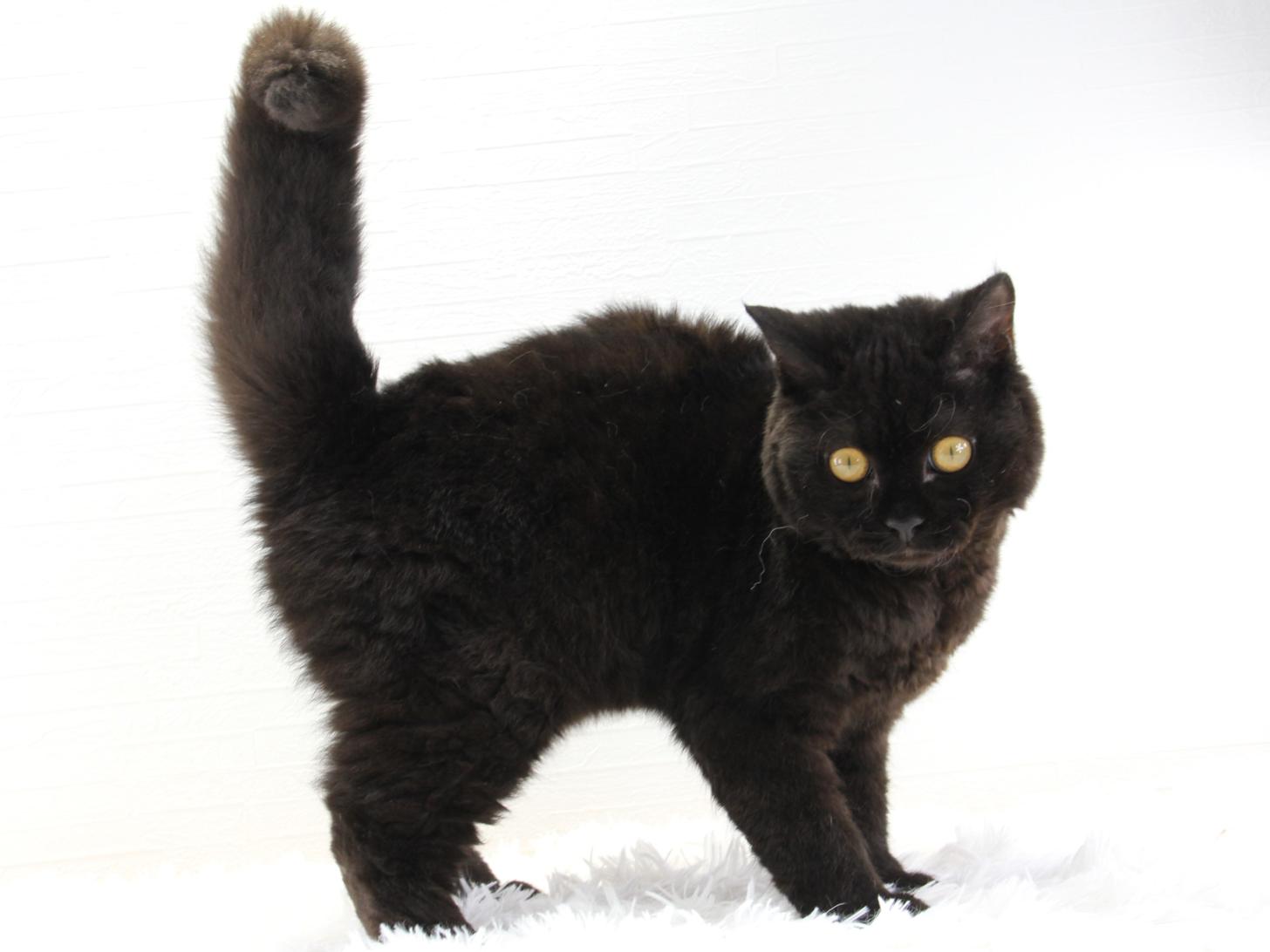 愛知県のセルカークレックス (猫福家 名古屋南店/2025年2月24日生まれ/男の子/ブラック)の子猫の3枚目の画像