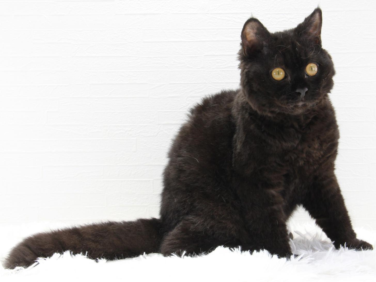 愛知県のセルカークレックス (猫福家 名古屋南店/2025年2月24日生まれ/男の子/ブラック)の子猫の4枚目の画像