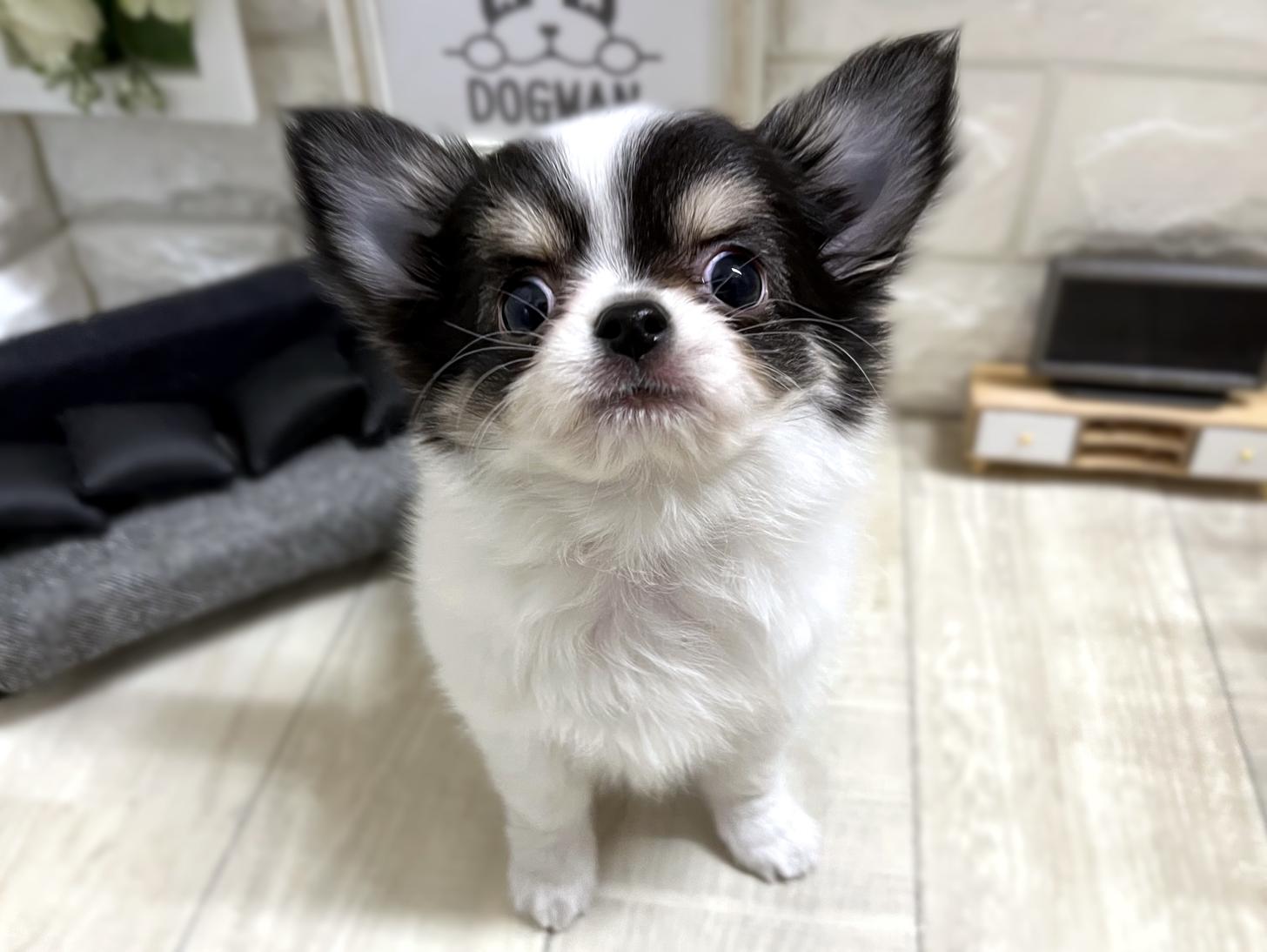 大阪府のチワワ(ロング) (DOGMAN平野瓜破店/2025年12月11日生まれ/男の子/ホワイトブラッククリーム)の子犬の1枚目の画像