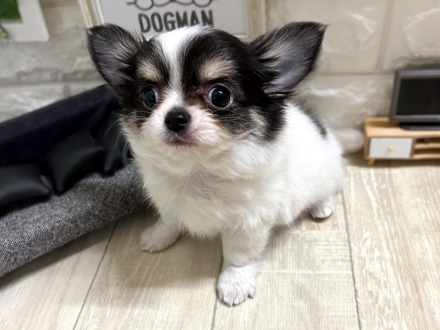 大阪府のチワワ(ロング) (DOGMAN平野瓜破店/2025年12月11日生まれ/男の子/ホワイトブラッククリーム)の子犬の3枚目の画像