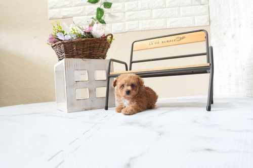 滋賀県のトイプードル(タイニー) (いっぷく湖南店/2025年9月28日生まれ/女の子/レッドフォーン)の子犬の1枚目の画像