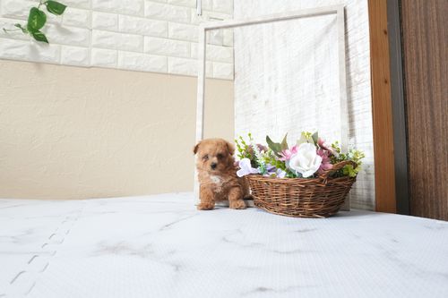 滋賀県のトイプードル(タイニー) (いっぷく湖南店/2025年9月28日生まれ/女の子/レッドフォーン)の子犬の3枚目の画像