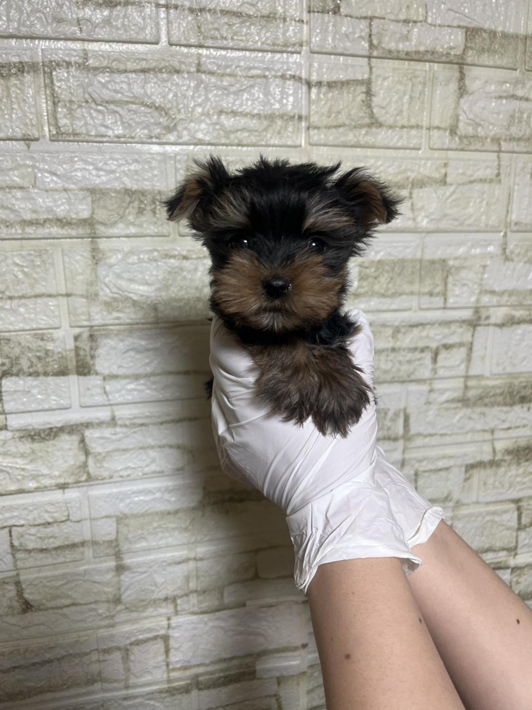 埼玉県のヨークシャーテリア (ペッツスマイル南中野店/2026年2月1日生まれ/男の子/スチールブルータン)の子犬の1枚目の画像