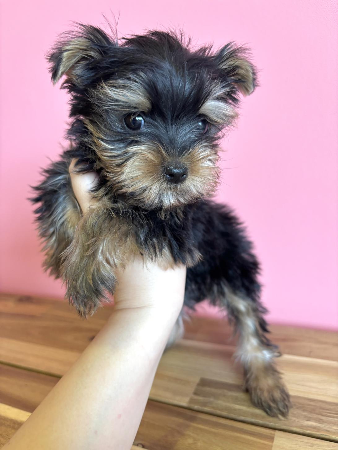 埼玉県のヨークシャーテリア (ペッツスマイル南中野店/2026年2月1日生まれ/男の子/スチールブルータン)の子犬の1枚目の画像