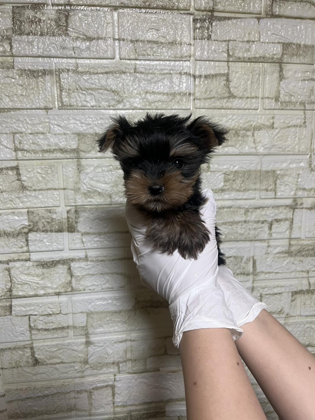 埼玉県のヨークシャーテリア (ペッツスマイル南中野店/2026年2月1日生まれ/男の子/スチールブルータン)の子犬の2枚目の画像
