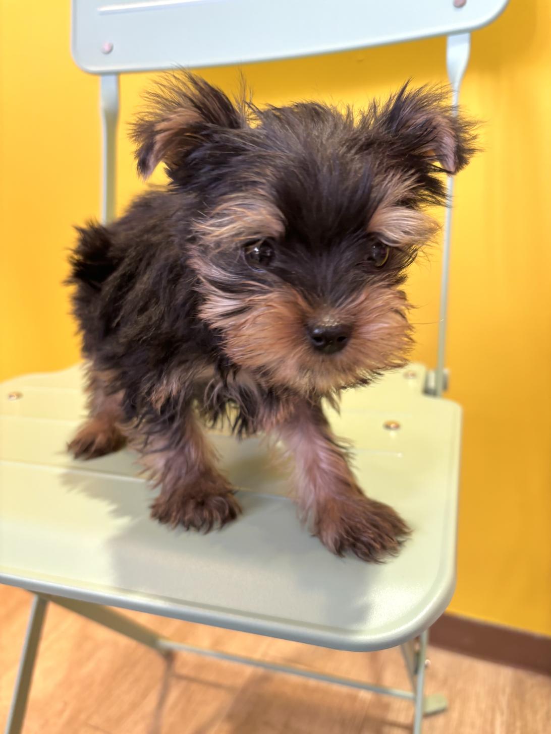 埼玉県のヨークシャーテリア (ペッツスマイル南中野店/2026年2月1日生まれ/男の子/スチールブルータン)の子犬の2枚目の画像