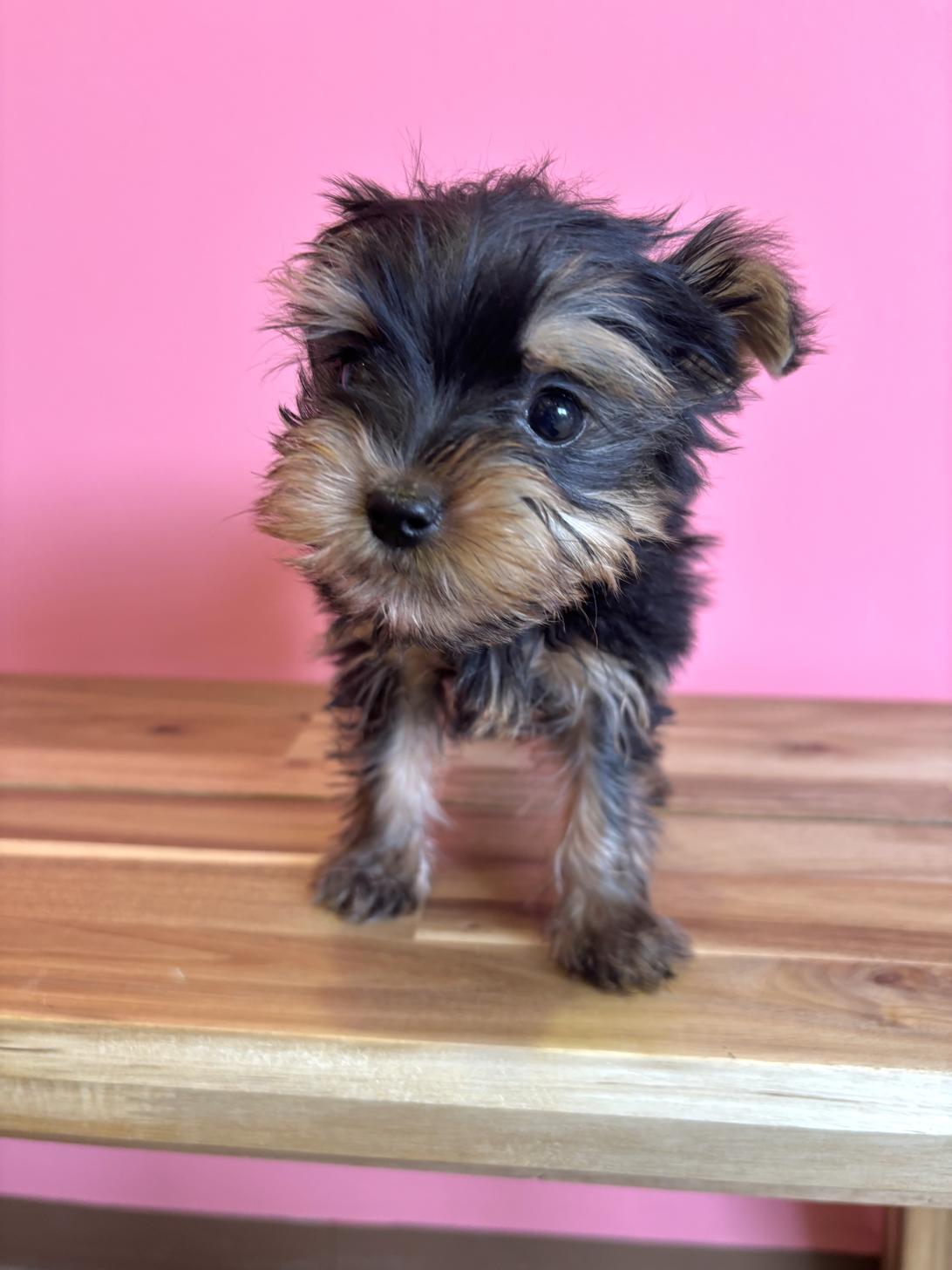 埼玉県のヨークシャーテリア (ペッツスマイル南中野店/2026年2月1日生まれ/男の子/スチールブルータン)の子犬の3枚目の画像