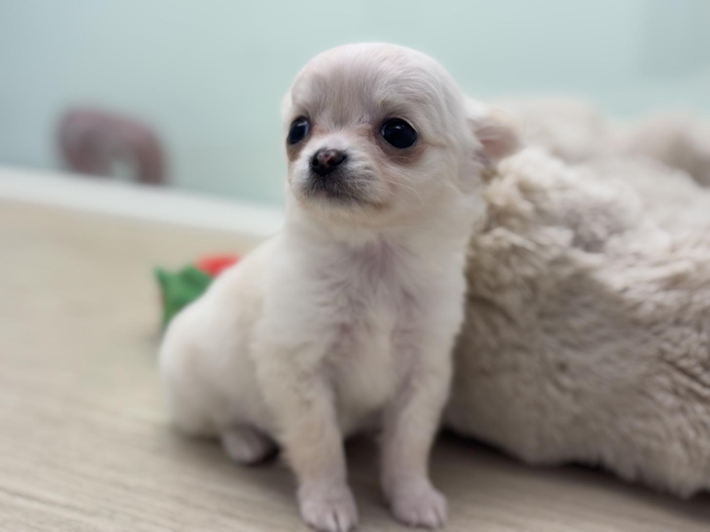 神奈川県のチワワ(ロング) (Doggy Style 小田原店/2026年2月14日生まれ/男の子/ホワイトクリーム)の子犬の1枚目の画像