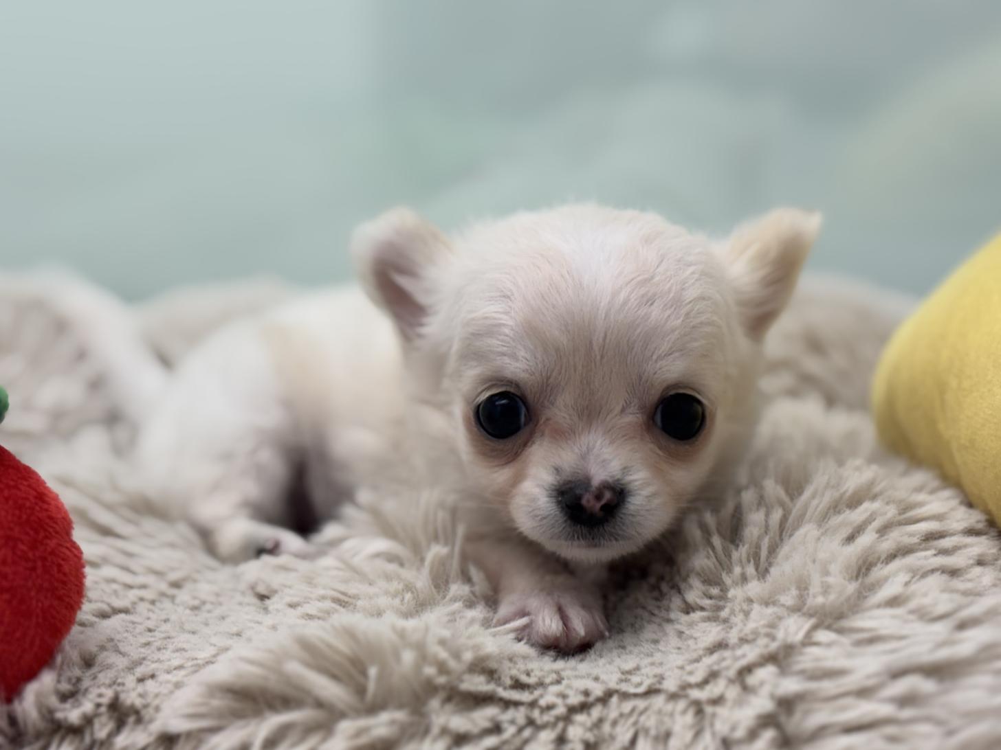 神奈川県のチワワ(ロング) (Doggy Style 小田原店/2026年2月14日生まれ/男の子/ホワイトクリーム)の子犬の2枚目の画像