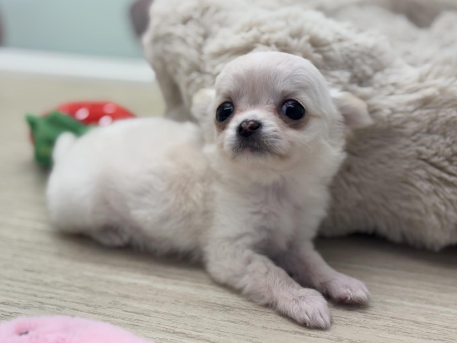 神奈川県のチワワ(ロング) (Doggy Style 小田原店/2026年2月14日生まれ/男の子/ホワイトクリーム)の子犬の3枚目の画像