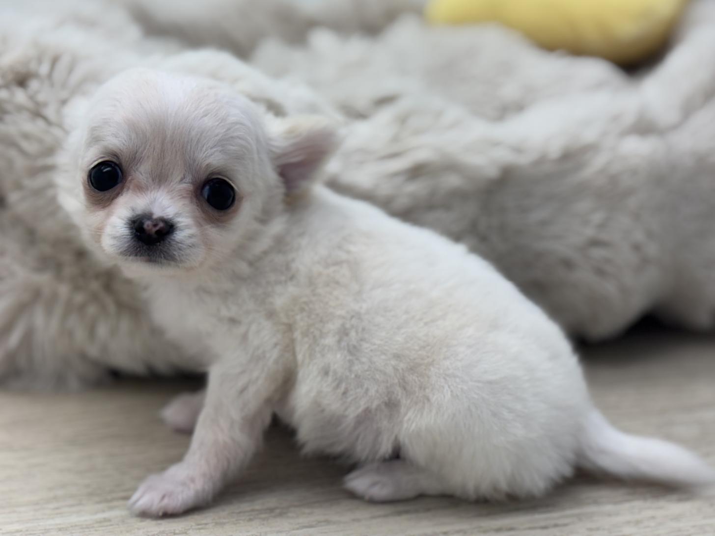 神奈川県のチワワ(ロング) (Doggy Style 小田原店/2026年2月14日生まれ/男の子/ホワイトクリーム)の子犬の4枚目の画像