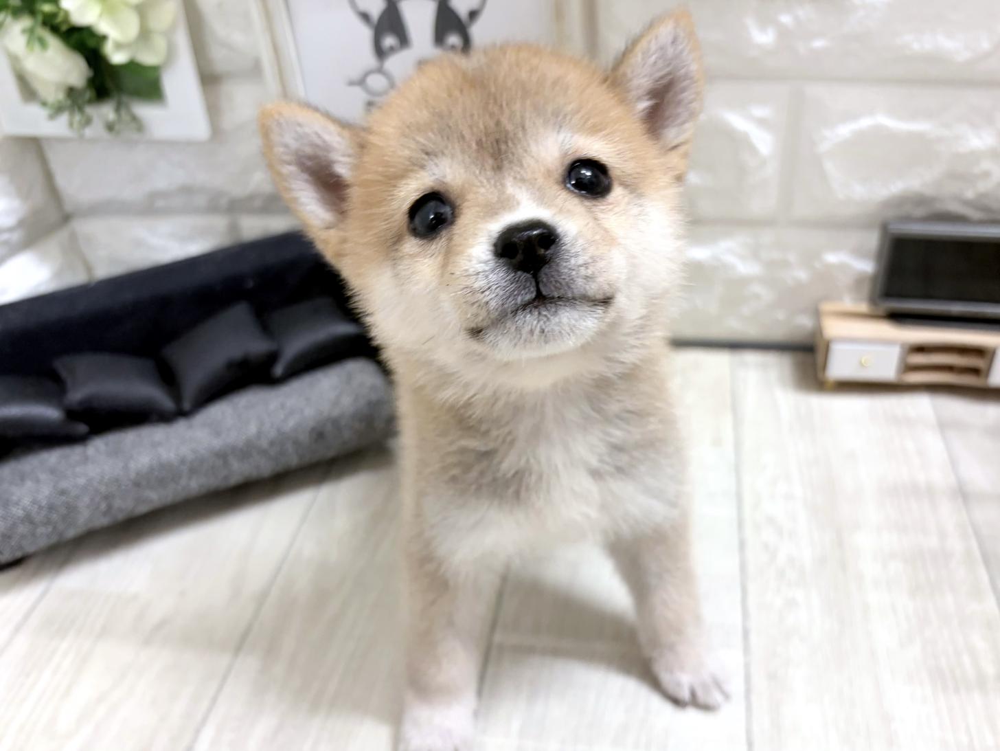 和歌山県の豆柴 (DOGMAN和歌山店/2026年7月22日生まれ/女の子/赤)の子犬の1枚目の画像