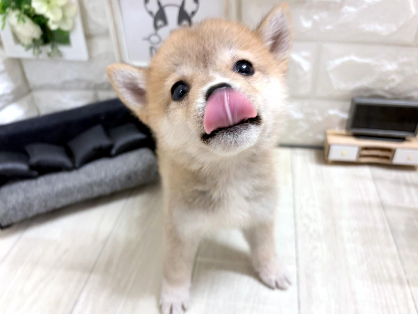 和歌山県の豆柴 (DOGMAN和歌山店/2026年7月22日生まれ/女の子/赤)の子犬の2枚目の画像