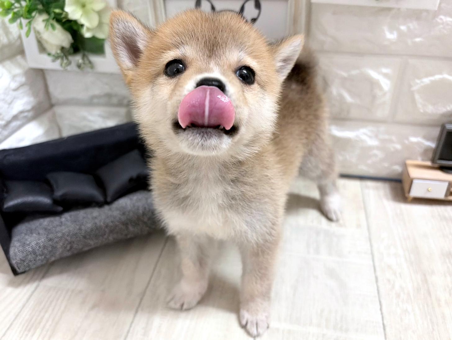 和歌山県の豆柴 (DOGMAN和歌山店/2026年7月22日生まれ/女の子/赤)の子犬の3枚目の画像